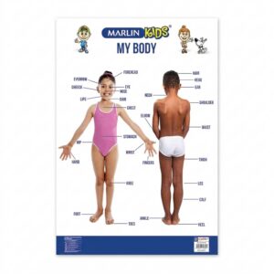 Marlin Chart: Body