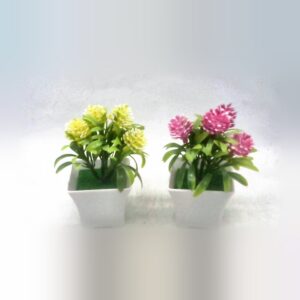 Pompon Mum Potted Plant 12Cm - A5 Cash and Carry